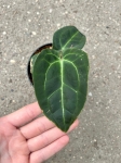 Anthurium Ecuagenera Green Soul - M