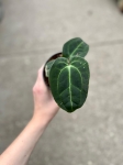 Anthurium Ecuagenera Green Soul - M