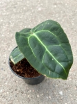 Anthurium Ecuagenera Green Soul - M