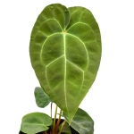 Anthurium Ecuagenera Green Soul - starsza roślina