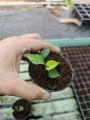 Syngonium Mouse Ears - S