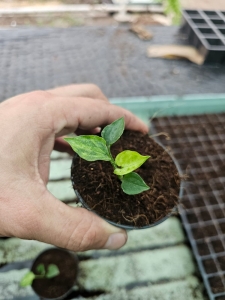 Syngonium Mouse Ears - S