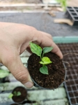 Syngonium Mouse Ears - S