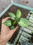 Syngonium Mouse Ears - starsza roślina