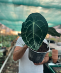 Anthurium forgetii - zdjęcie poglądowe gatunku