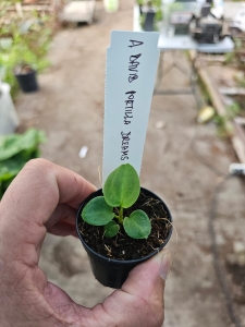 Anthurium forgetii x luxurians -'David Portilla Dreams' -  s