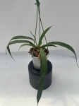 Anthurium vittarifolium - zdjęcie poglądowe gatunku