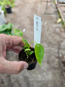 Anthurium gracile - S 