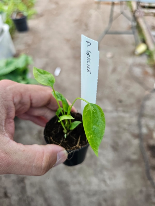 Anthurium gracile - S