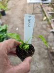 Anthurium gracile - S