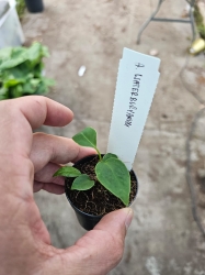 Anthurium waterburyanum - XS