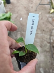 Anthurium waterburyanum - S