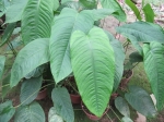 Anthurium cuspidatum - zdjęcie poglądowe gatunku