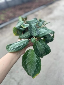 Maranta Silver Band - M - 2 gatunek