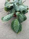 Maranta Silver Band - M - 2 gatunek