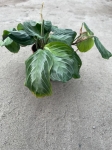 Maranta Silver Band - M - 2 gatunek