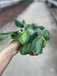 Maranta Silver Band - M - 2 gatunek