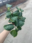 Maranta Silver Band - M - 2 gatunek