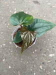 Anthurium luxurians x Anthurium nigrolanium - M