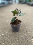 Anthurium luxurians x Anthurium nigrolanium - M