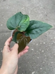 Anthurium luxurians x Anthurium nigrolanium - M