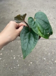 Anthurium luxurians x Anthurium nigrolanium - M