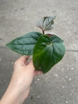 Anthurium luxurians x Anthurium nigrolanium - M