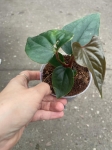 Anthurium luxurians x Anthurium nigrolanium - M
