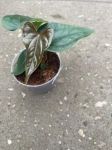 Anthurium luxurians x Anthurium nigrolanium - M
