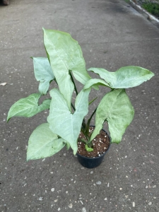 Syngonium Ngaima Laima M