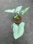 Syngonium Ngaima Laima - M