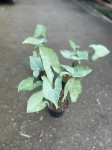 Syngonium Ngaima Laima - M
