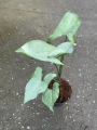 Syngonium Ngaima Laima - M
