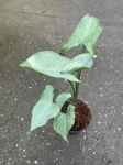 Syngonium Ngaima Laima - M