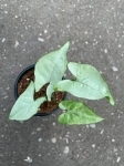 Syngonium Ngaima Laima - S