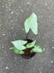 Syngonium Ngaima Laima - S