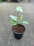 Syngonium Ngaima Laima - S