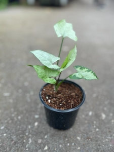 Syngonium 'Ngern Lai Ma'/ Nguengi Laima  - S