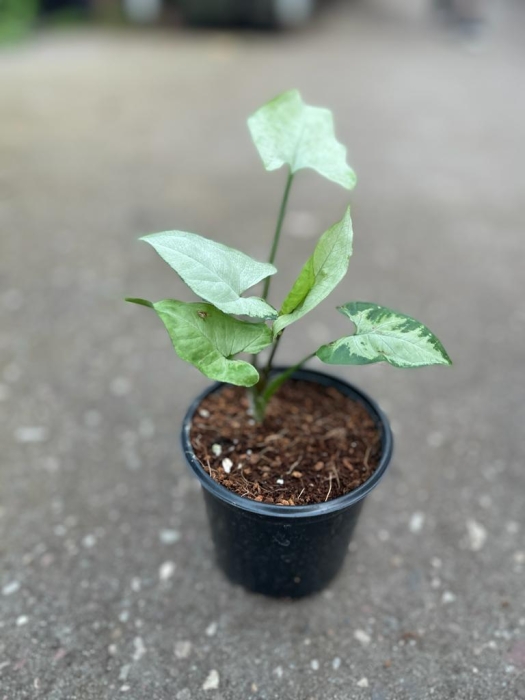 Syngonium Ngaima Laima - S