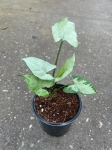 Syngonium Ngaima Laima - S