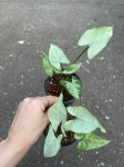 Syngonium Ngaima Laima - S