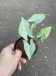 Syngonium Ngaima Laima - S