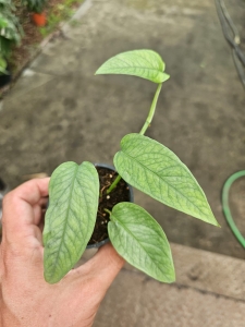 Epipremnum pinnatum Cebu Blue - S