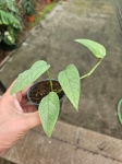 Epipremnum pinnatum Cebu Blue - S