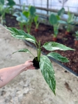 Skrzydłokwiat Spathiphyllum variegata - M