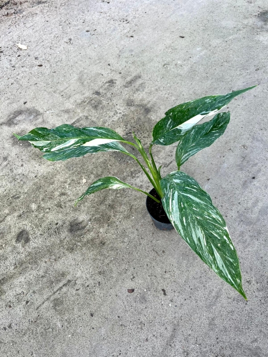 Skrzydłokwiat Spathiphyllum variegata - M