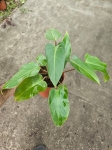 Philodendron mandaianum - M