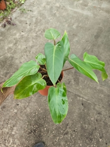  Philodendron mandaianum - M