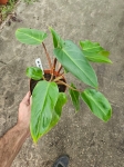 Philodendron mandaianum - M