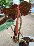 Philodendron verrucosum Amazon Sunset 1